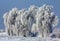 Magnificent willow tree completely covered in snow on the white ground captured in winter