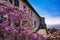 A magnificent wisteria plant and flowers of the castle of Masino