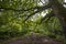 Magnificent woodland scenery in Dewerstone Woods on the southern edge of Dartmoor, Devon, England