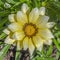 Magnificent yellow daisy