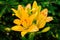 A magnificent yellow lily with blooming petals and greenish buds not yet opened