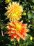 Magnificent yellow-scarlet dahlias flowers