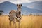 Magnificent Zebra Grazing on Vast Serengeti Savannah, Iconic Wildlife of Africa