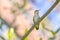 Magnificient Hummingbird On A Branch