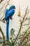 The Magnificient Hyacinth Macaw