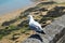 A magnificient segull on Sables d`Olonnes in France