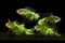 magnified image of water fleas feeding on algae