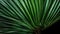 A magnified portrayal of a palm trees texture. AI generated