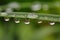 Magnified reflections in water droplet on leaf