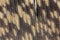 Magnified view of a Great Horned Owl feather