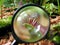 Magnifier glass on a tiny plant