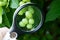 magnifier increases the green grapes on a branch in the garden