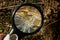 Magnifier increases white fluff on a dry plant outdoors in nature