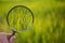 Magnifying glass scan green rice on field with blure background