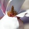 Magnolia - beautiful flowers