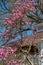 Magnolia in bloom by a gazebo