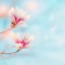 Magnolia blooming at blue sky with bokeh and sunlight. Spring nature background Springtime outdoor concept. Magnolia tree blossom