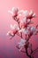 magnolia blooming pink flowers