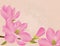 Magnolia blossom background