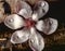 Magnolia blossom on birch log