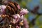 magnolia blossom branches