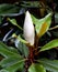 Magnolia blossom closeup ready to bloom