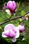 Magnolia blossom. Flowering of gardens and parks in spring