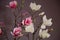 Magnolia blossom flowers purple background  detail  purple