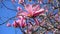 Magnolia blossom tree. Beautiful magnolia giant flowers against blue sky background.