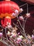 Magnolia Blossoms with Red Chinese New Year Lantern