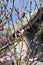 Magnolia Blossoms in Spring