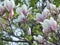 Magnolia Blossoms of Spring