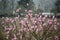 Magnolia blossoms on tree in spring while snow flakes are falling. Opened magnolia blooming in garden with snowflakes.