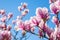 magnolia on the blue sky background in the morning.