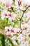 Magnolia branches with green leaves in full bloom