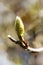 Magnolia bud with blurred background, early spring, February, March. Green fluffy bud