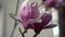 Magnolia bud, pink blossom tree flowers, close up branch, outdoor.