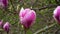 Magnolia bud with raindrops. Magnolia tree blossom