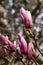 Magnolia buds in early spring