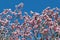 Magnolia buds and flowers in bloom. Detail of a flowering magnolia tree against a clear blue sky. Large, light pink spring blossom