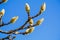 Magnolia buds in winter