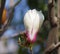 Magnolia close-up