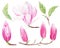 Magnolia closed buds  hand drawn watercolor raster illustrations set