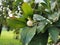 Magnolia coco, fragrant onamental plant native to China