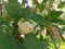 Magnolia coco, fragrant onamental plant native to China