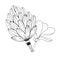 Magnolia cone and flower in black and white hand drawn