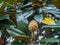 Magnolia cones. Fruits of the magnolia tree. Dense leaves