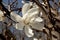 Magnolia decorative tree with beautiful flowers