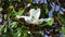 Magnolia denudata flower and bee