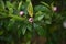 Magnolia figo  Banana shrub flowers.